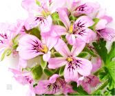 テンジクアオイ