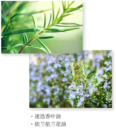 ・ローズマリー葉油・イランイラン花油
