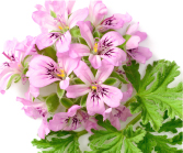 テンジクアオイ