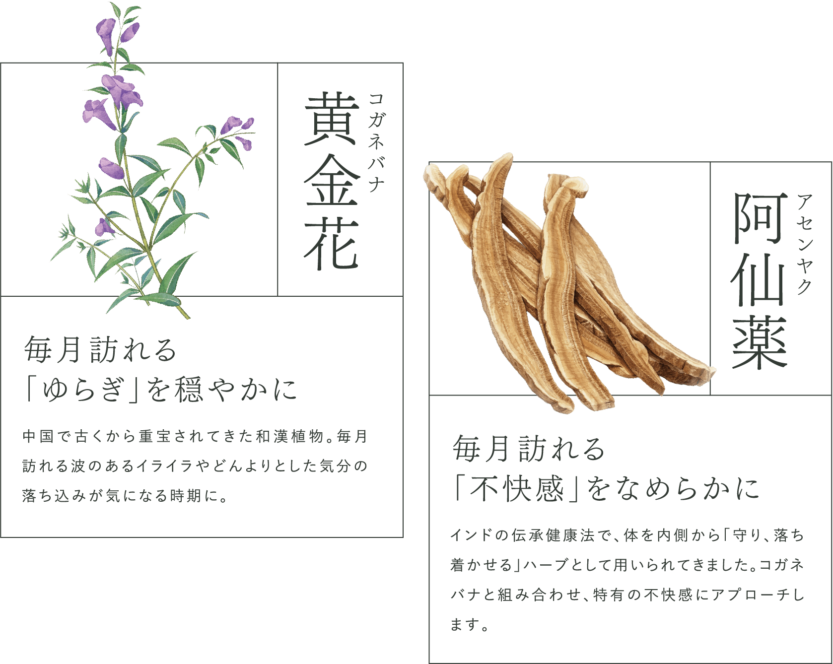 黄金花 コガネバナ 毎月訪れる「ゆらぎ」を穏やかに 中国で古くから重宝されてきた和漢植物。毎月訪れる波のあるイライラやどんよりとした気分の落ち込みが気になる時期に。阿仙薬 アセンヤク 毎月訪れる「不快感」をなめらかに インドの伝承健康法で、体を内側から「守り、落ち着かせる」ハーブとして用いられてきました。コガネバナと組み合わせ、特有の不快感にアプローチします。